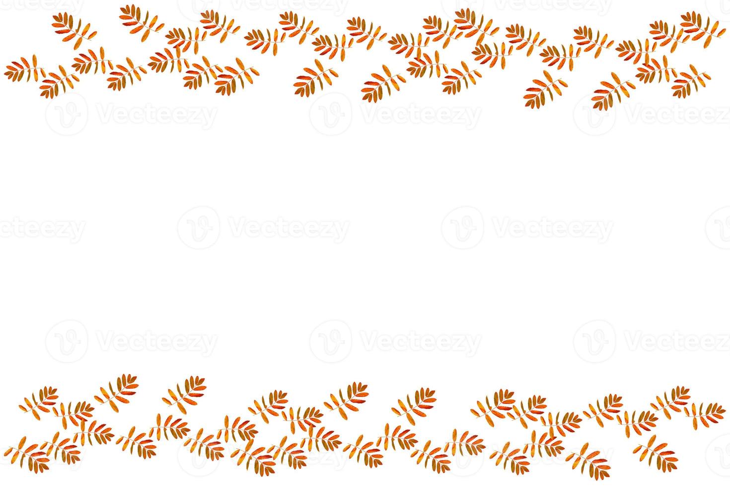 Bright colorful autumn leaves photo