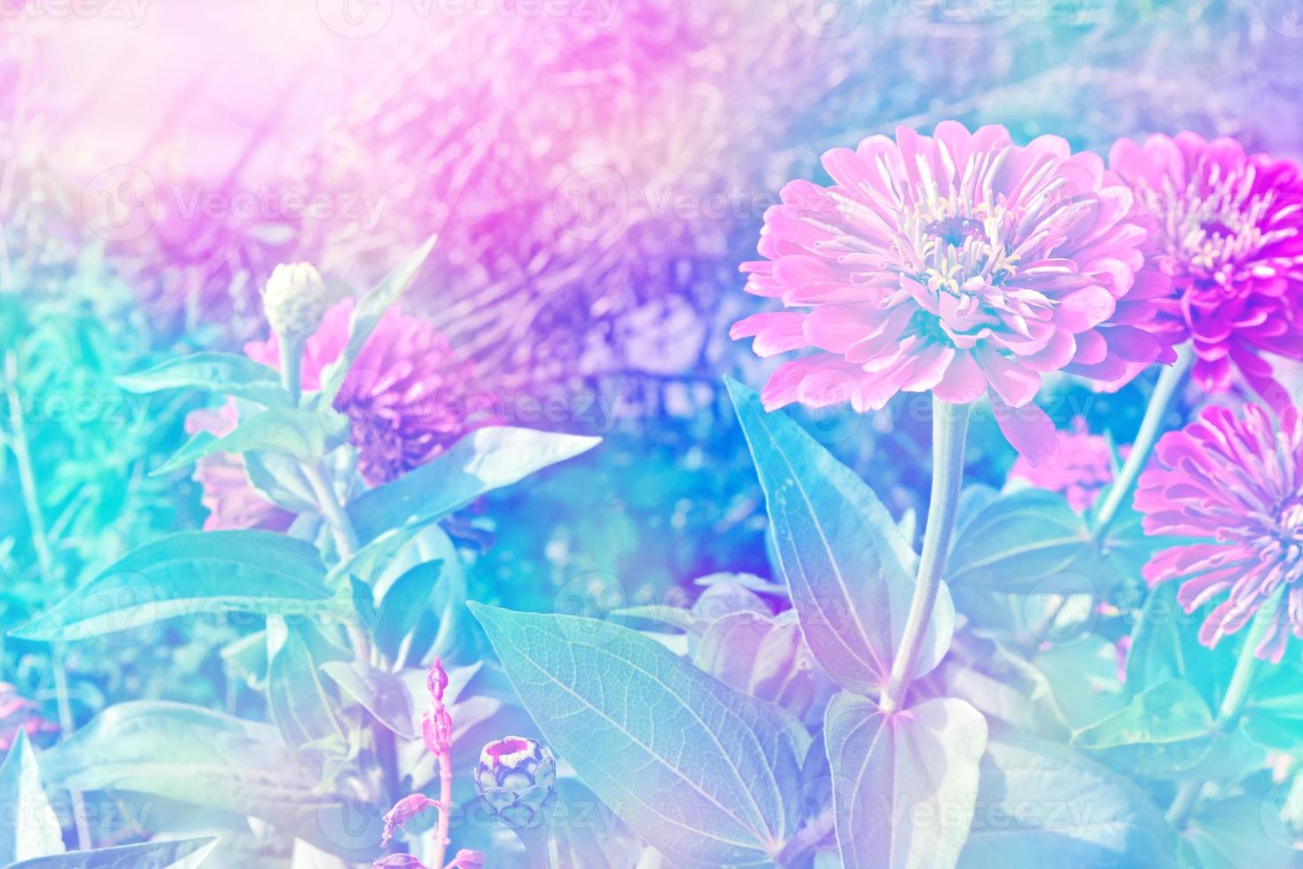 Colorful zinnia flowers on a background of the autumn landscape photo
