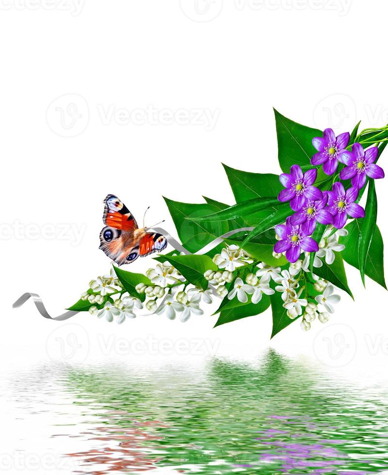 Spring flowers lilac and snowdrops isolated on white background. Butterfly photo