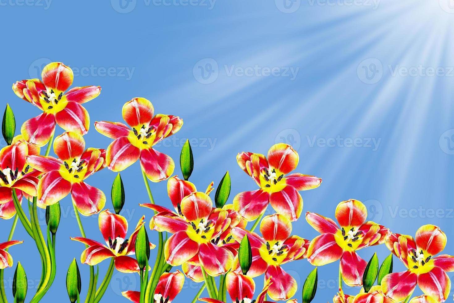 Flowers tulips on a background of blue sky with clouds. photo