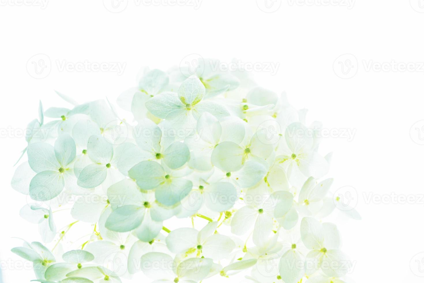 Colorful hydrangea flowers. photo