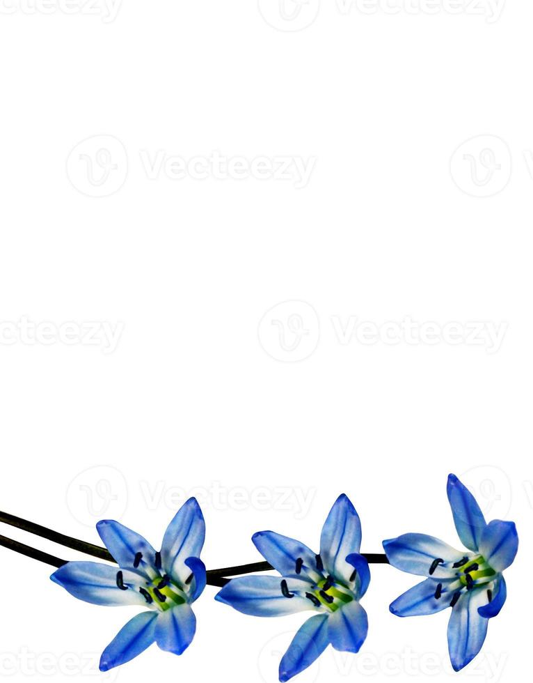 spring flowers snowdrops isolated on white background photo