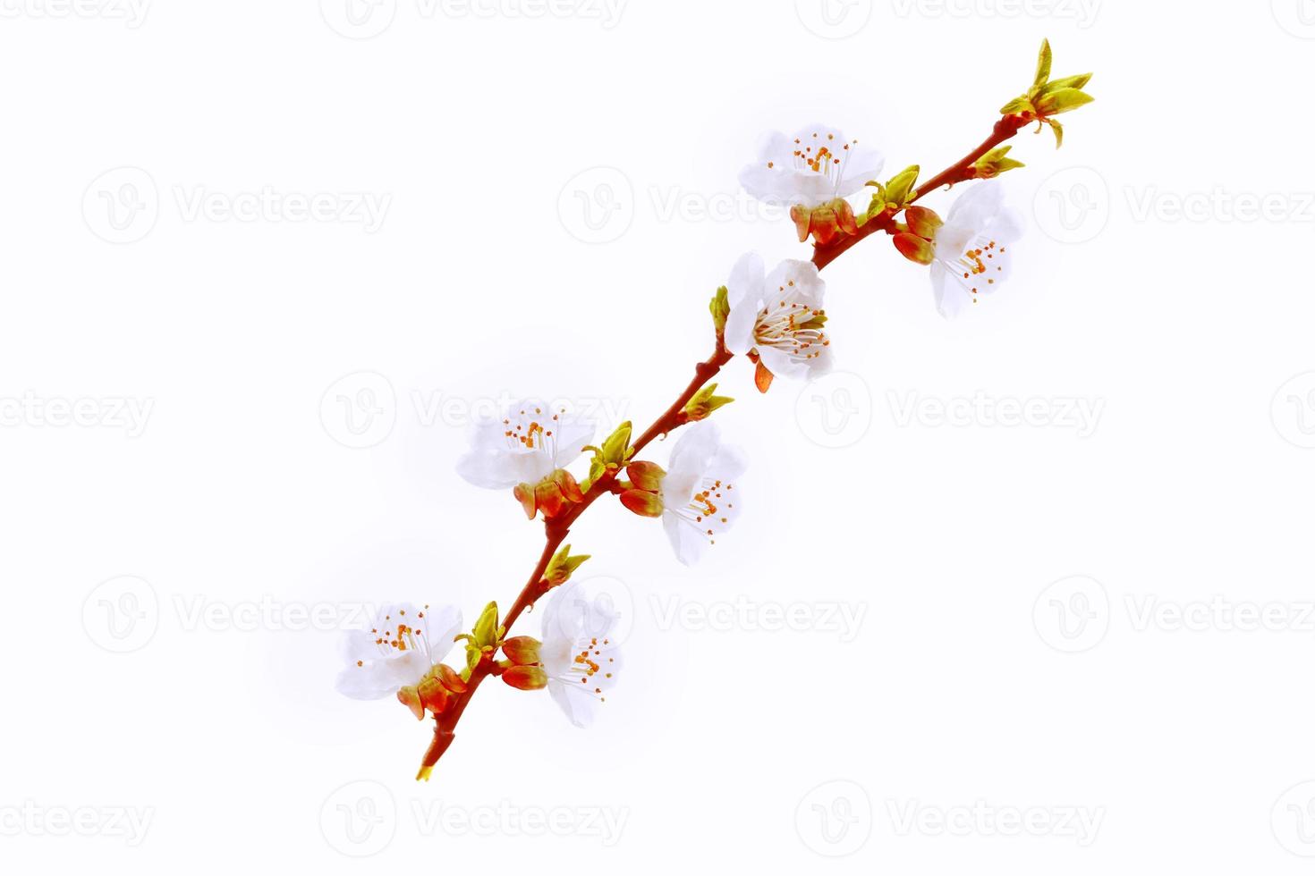 Flowering branch of apricot isolated on a white background. photo