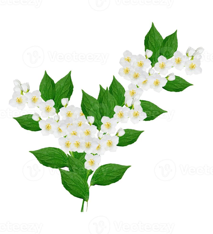 branch of jasmine flowers photo