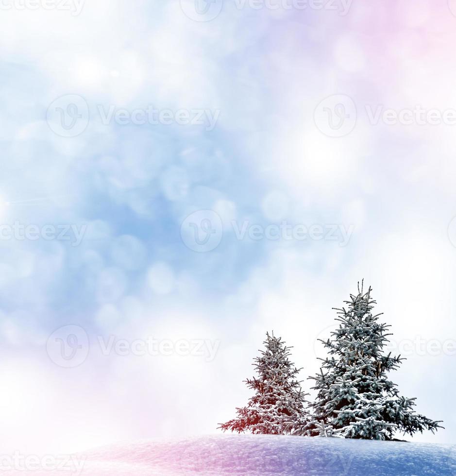 forest in the frost. Winter landscape. Snow covered trees. photo