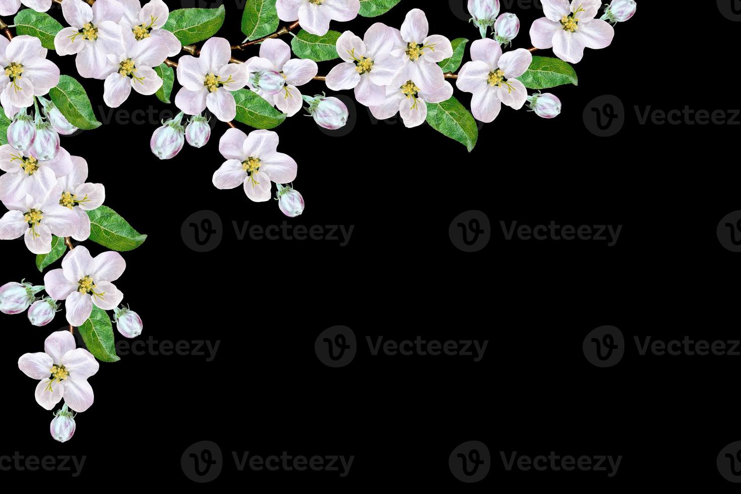 Beautiful delicate white flowers of apple blossom isolated on black background. branch photo