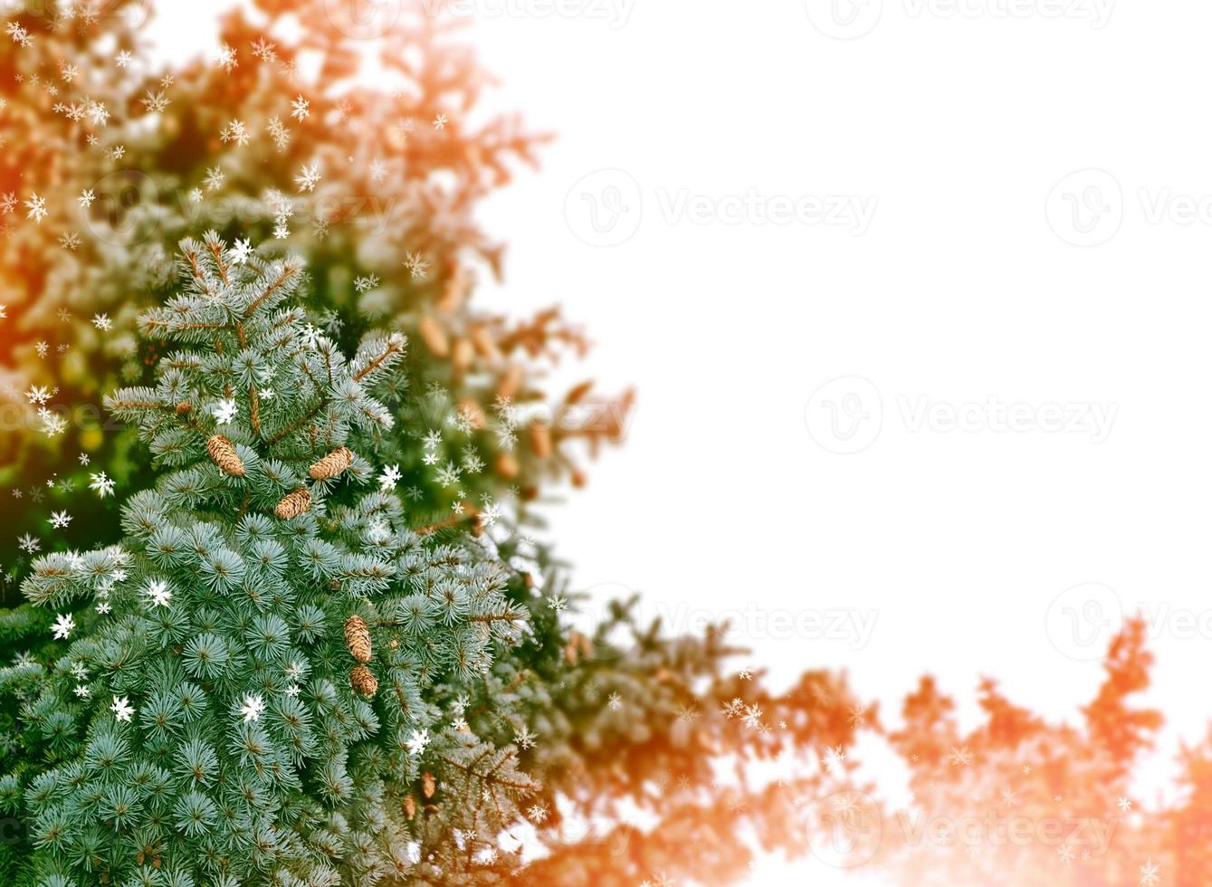 forest in the frost. Winter landscape. Snow covered trees. photo