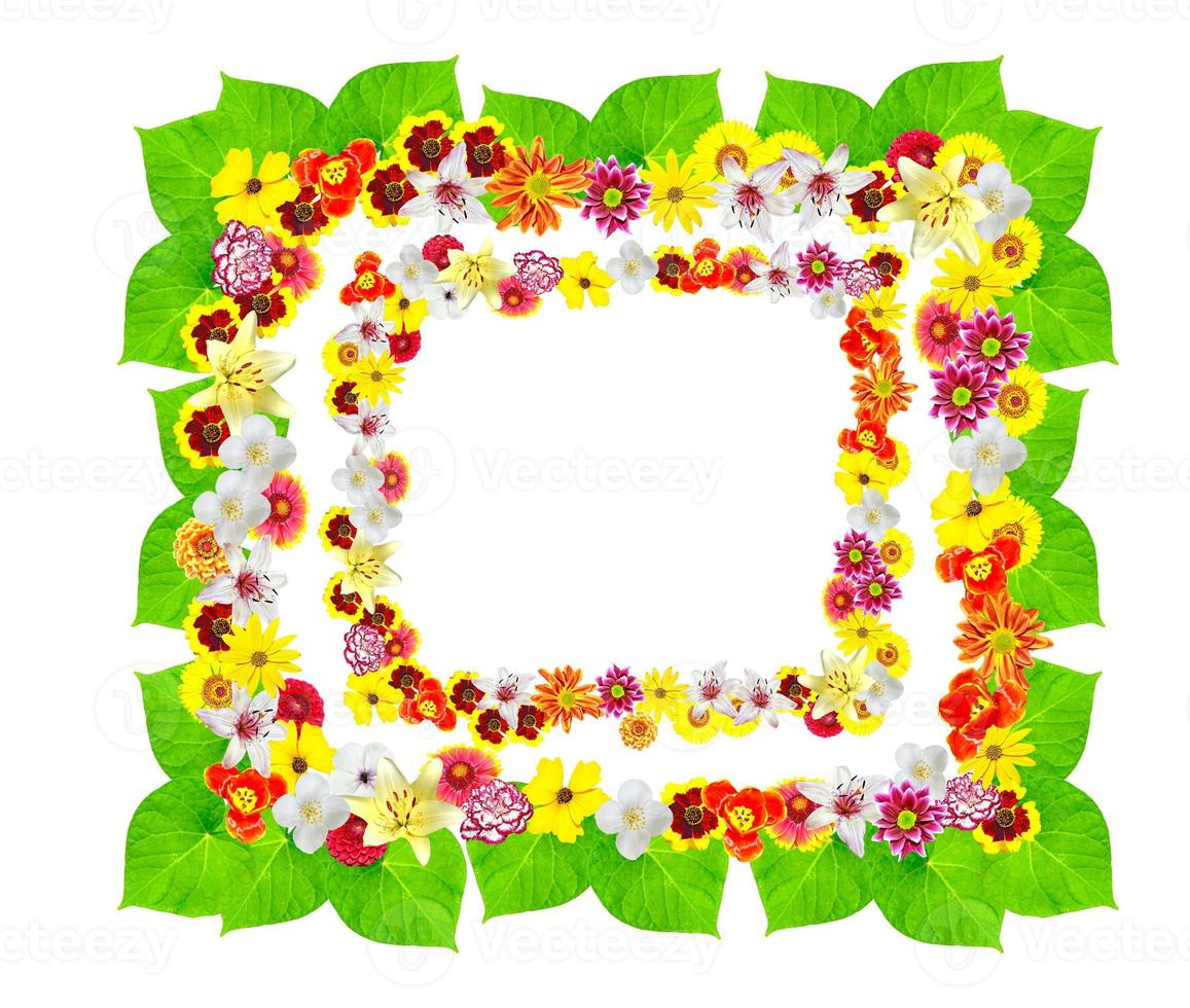 Colorful bright flowers isolated on white background photo