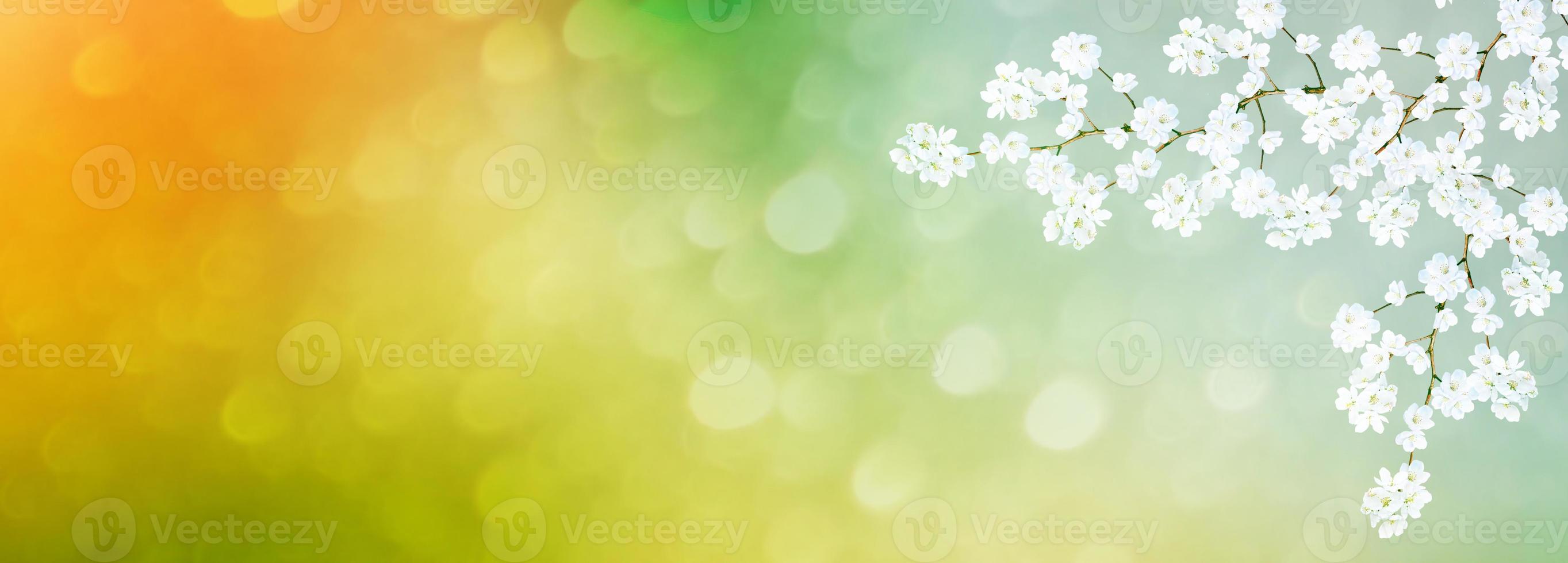 Bright colorful spring flowers photo