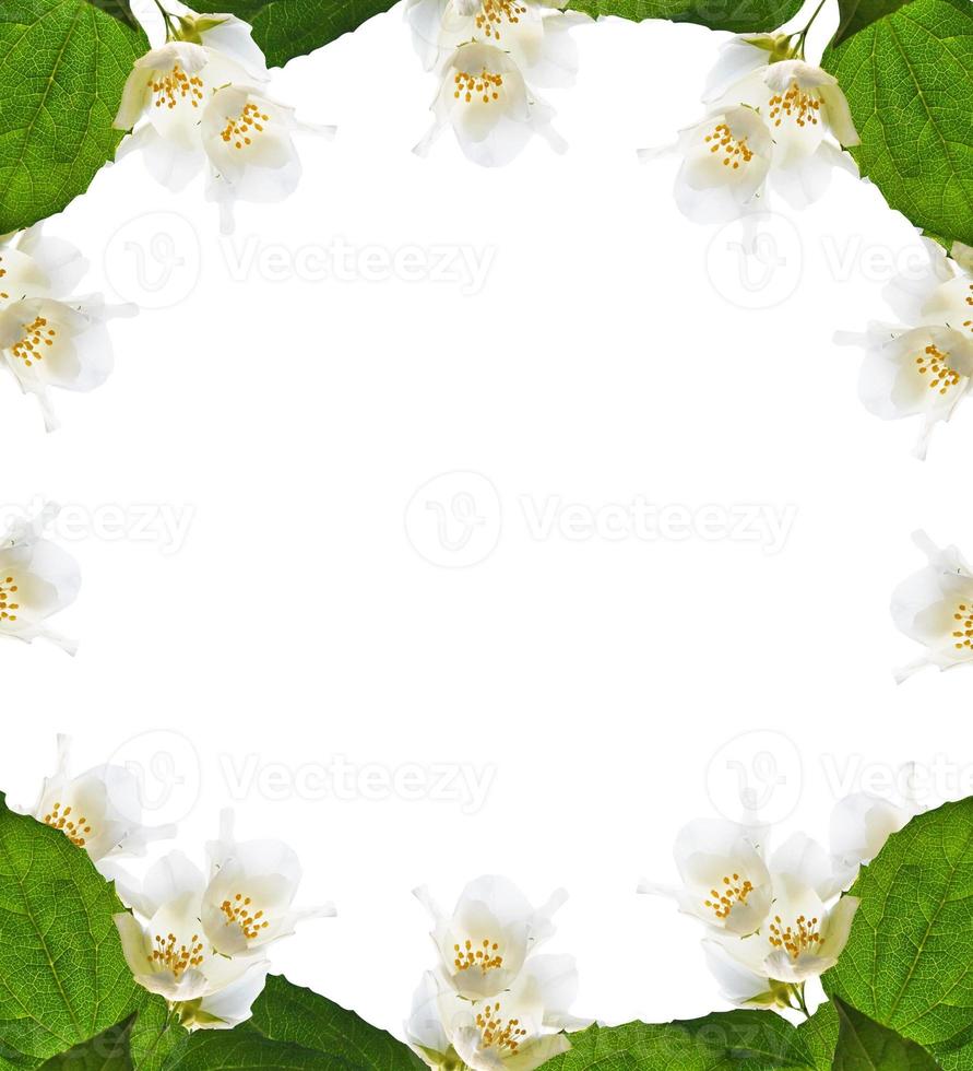 branch of jasmine flowers photo