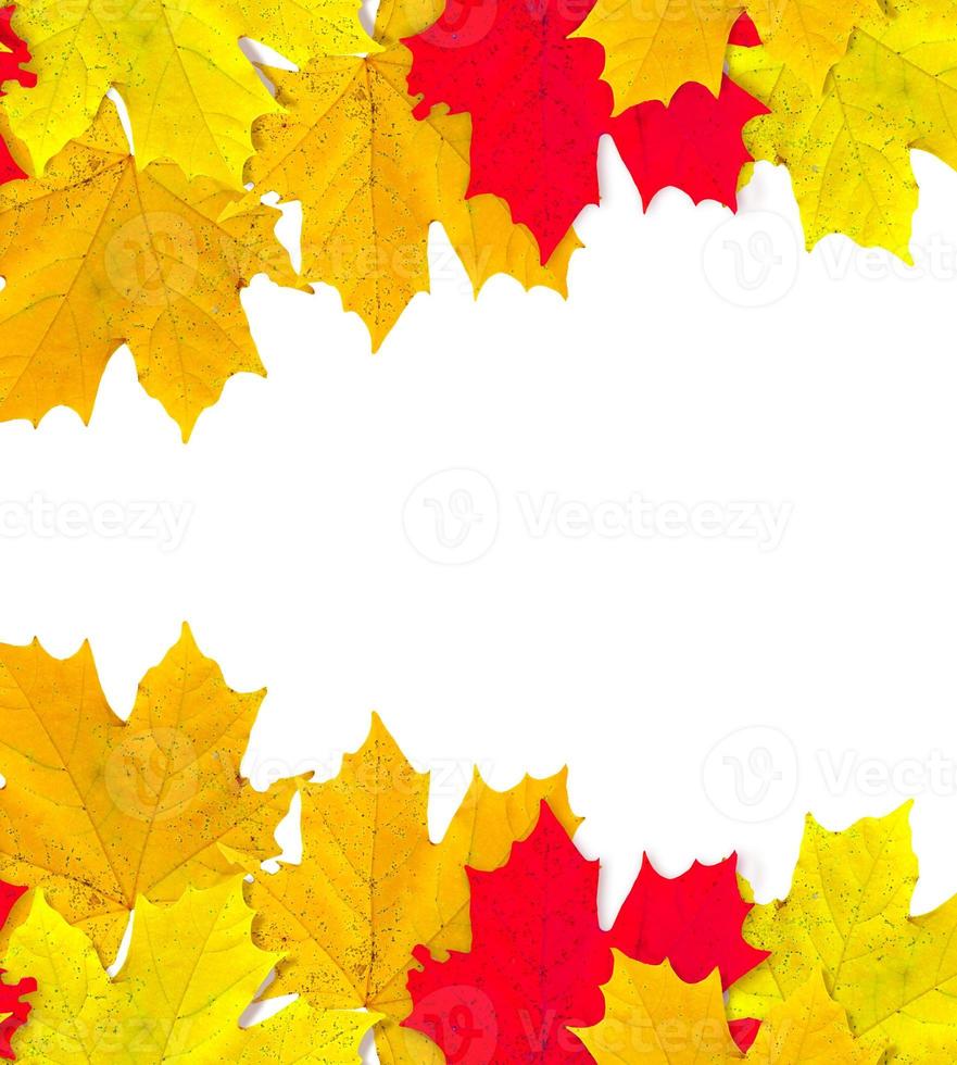 autumn leaves isolated on white background. photo