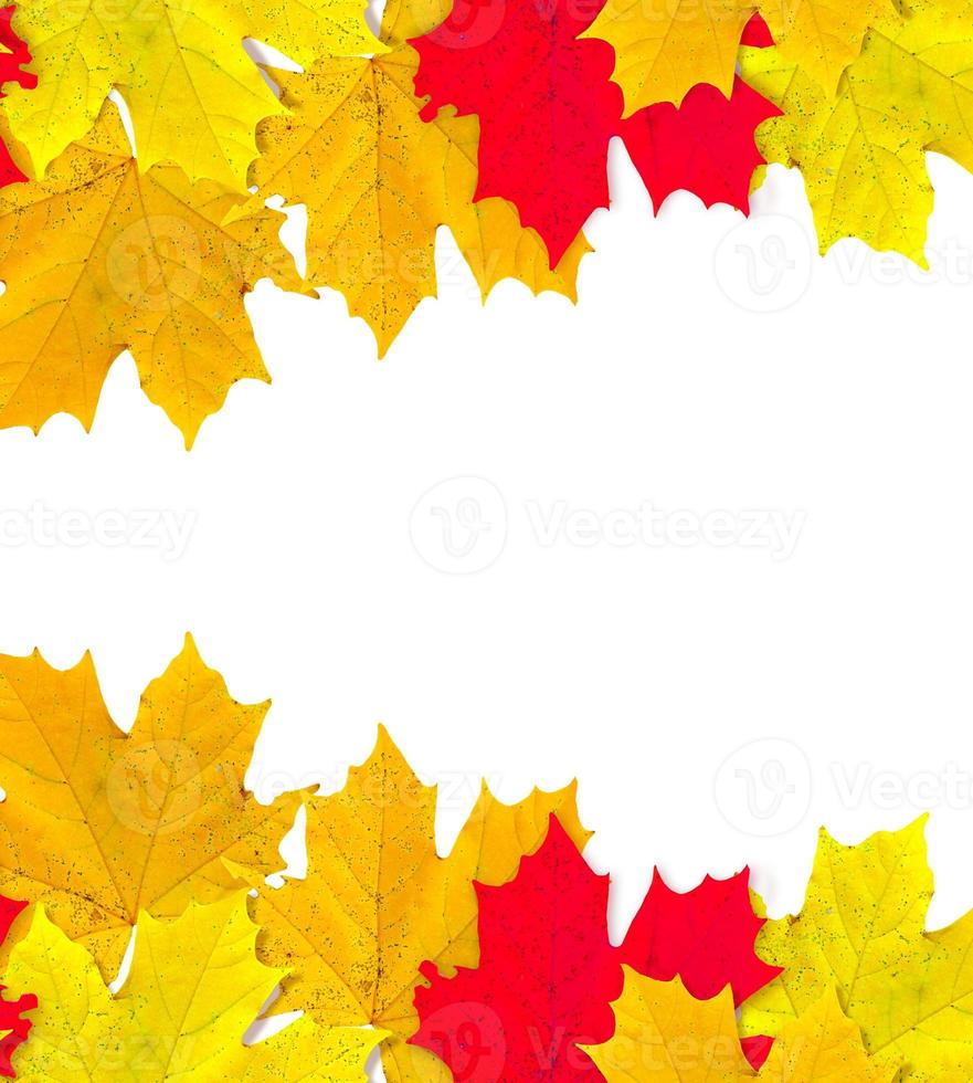 autumn leaves isolated on white background. photo