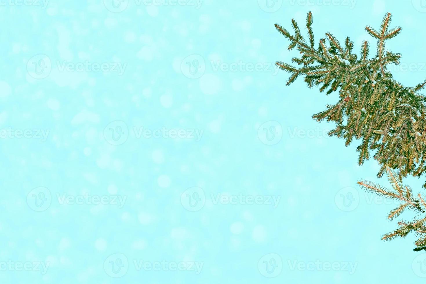 Frozen winter forest with snow covered trees. photo