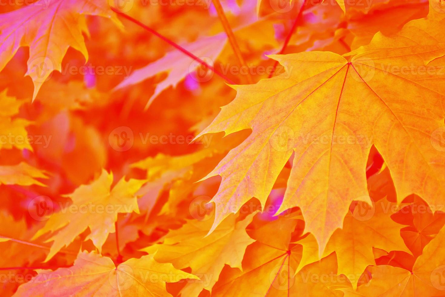 autumn landscape with bright colorful foliage. Indian summer. photo