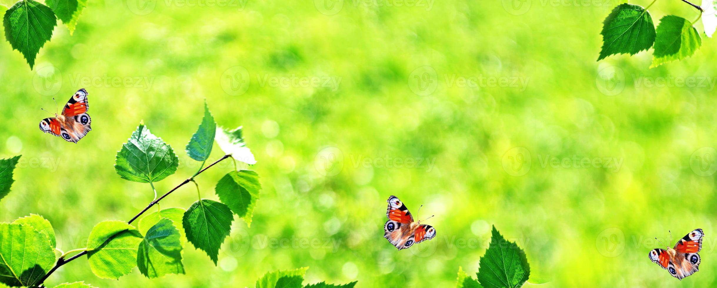 Natural background. Young green leaves. photo