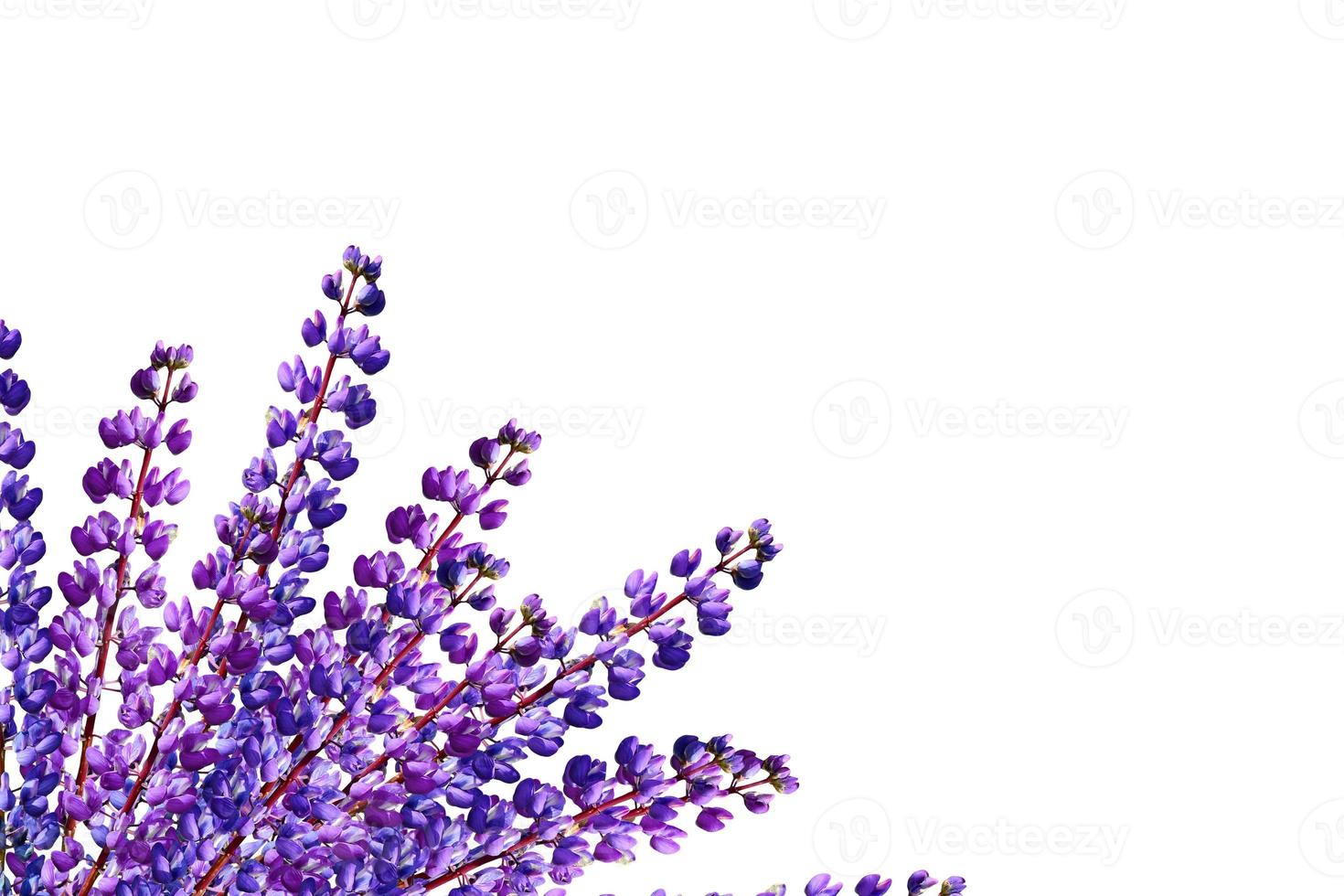 Blue lupines beautiful flowers on a white background photo