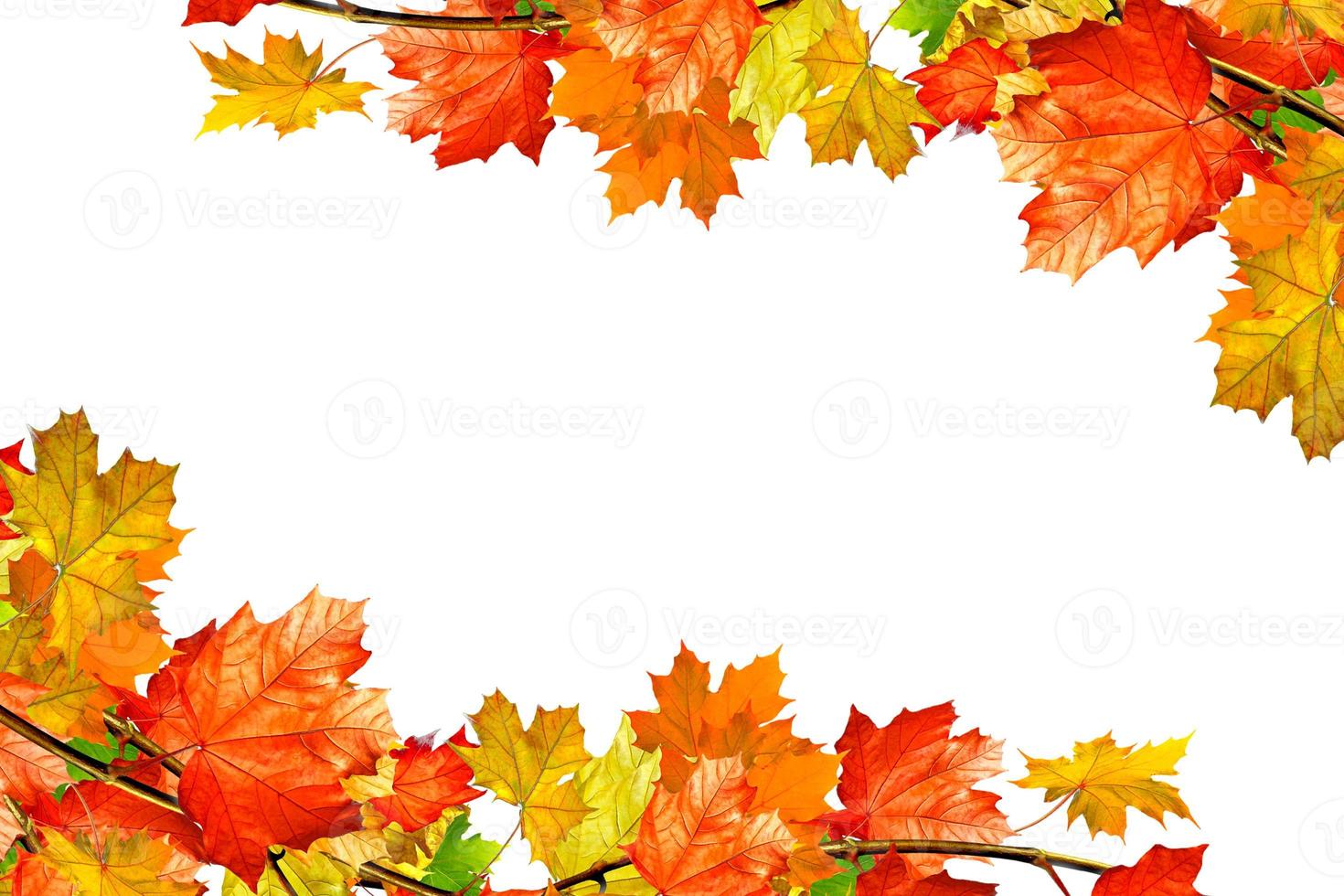 autumn leaves isolated on white background. photo