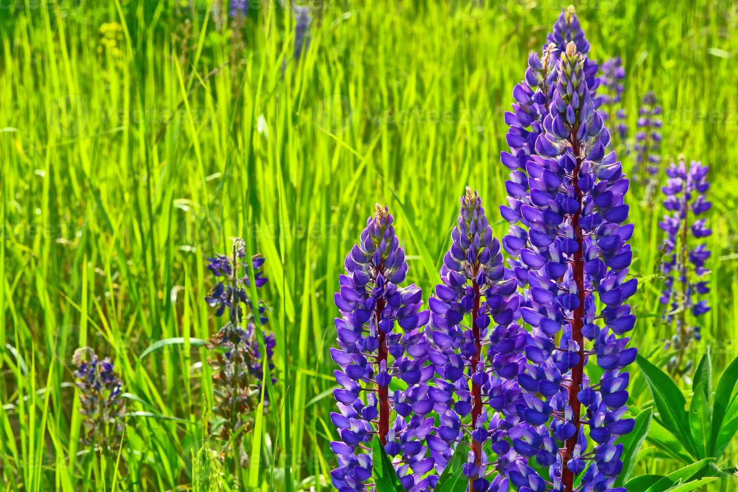 Summer landscape with beautiful bright lupine flowers photo