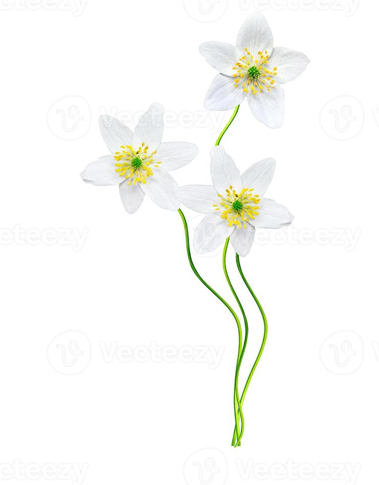 spring flowers snowdrops isolated on white background photo