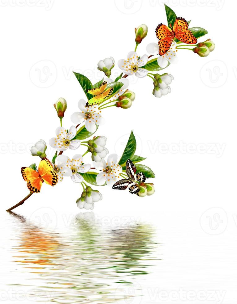 branch of cherry blossoms isolated on white background. photo