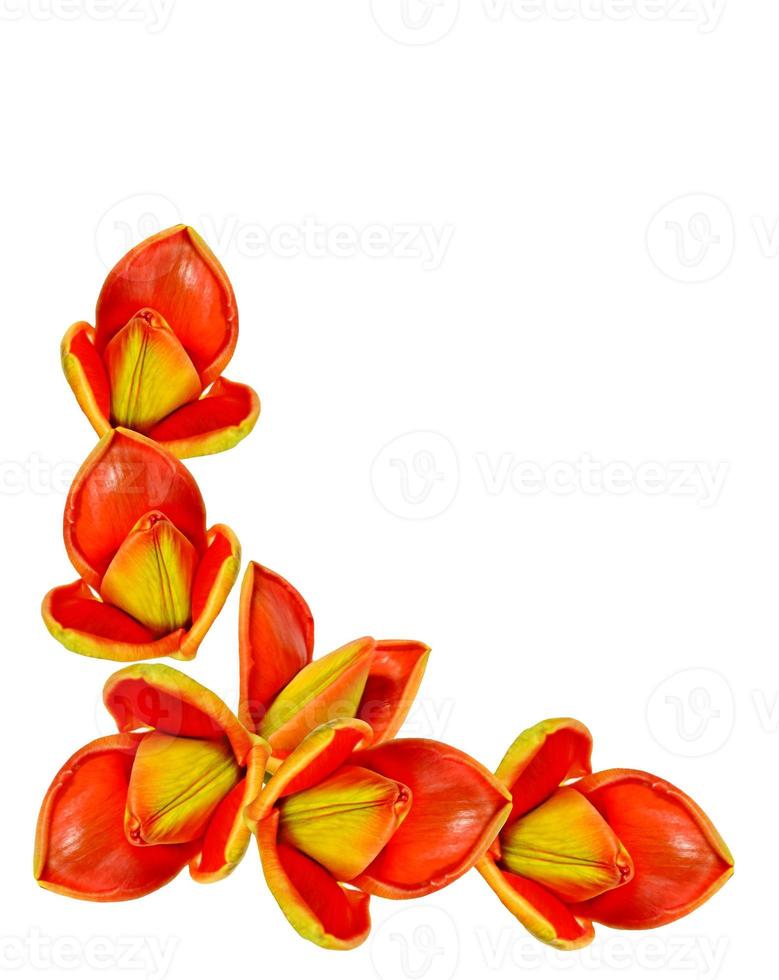 spring flowers tulips isolated on white background. photo