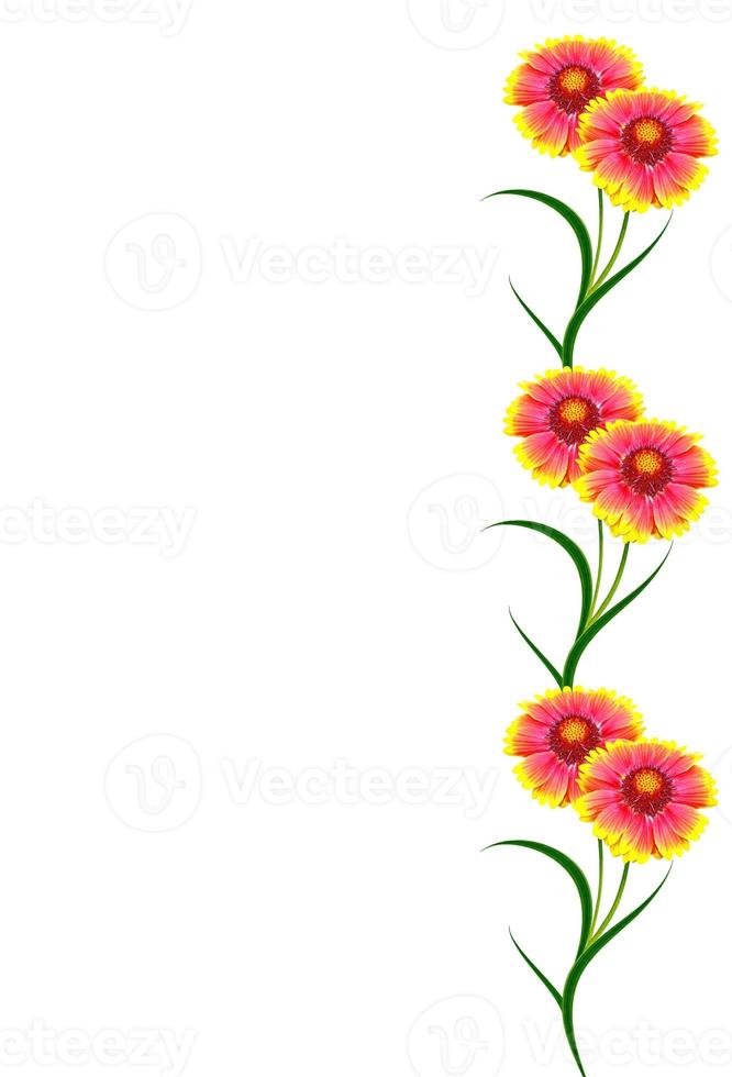 Bouquet of colorful flowers of Gaillardia. delicate flowers isolated on white background photo