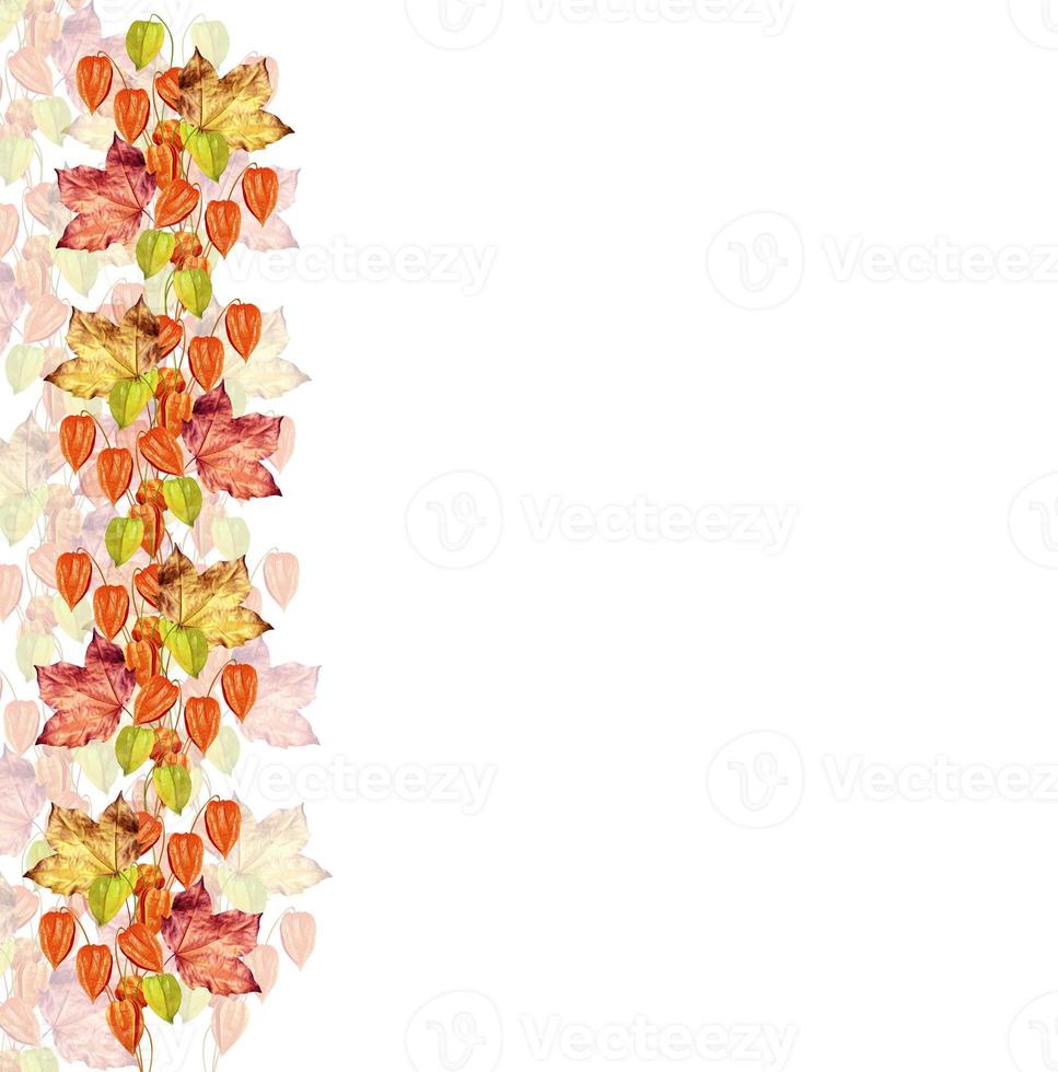 autumn leaves isolated on white background photo