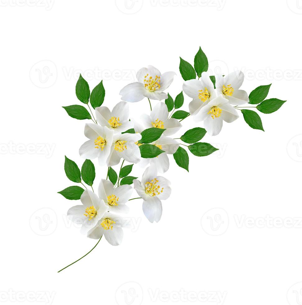 White jasmine flower. photo