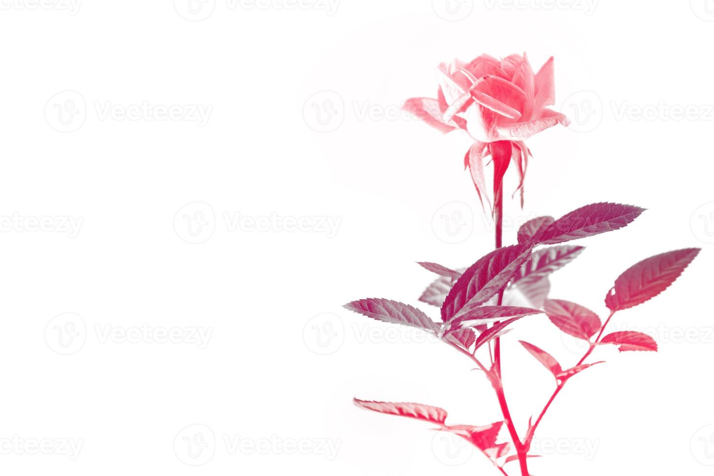 Flower bud roses on a white background photo