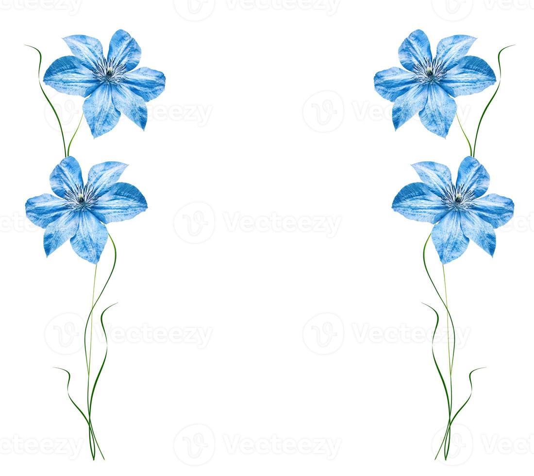 Blue flower on a white background photo