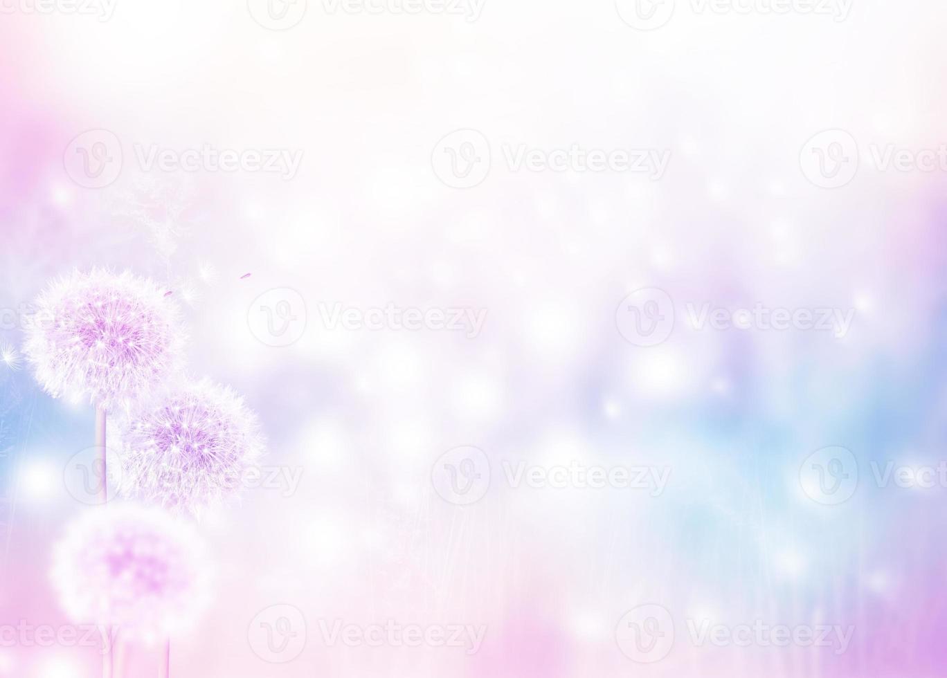 Fluffy dandelion flower against the background of the summer landscape. photo