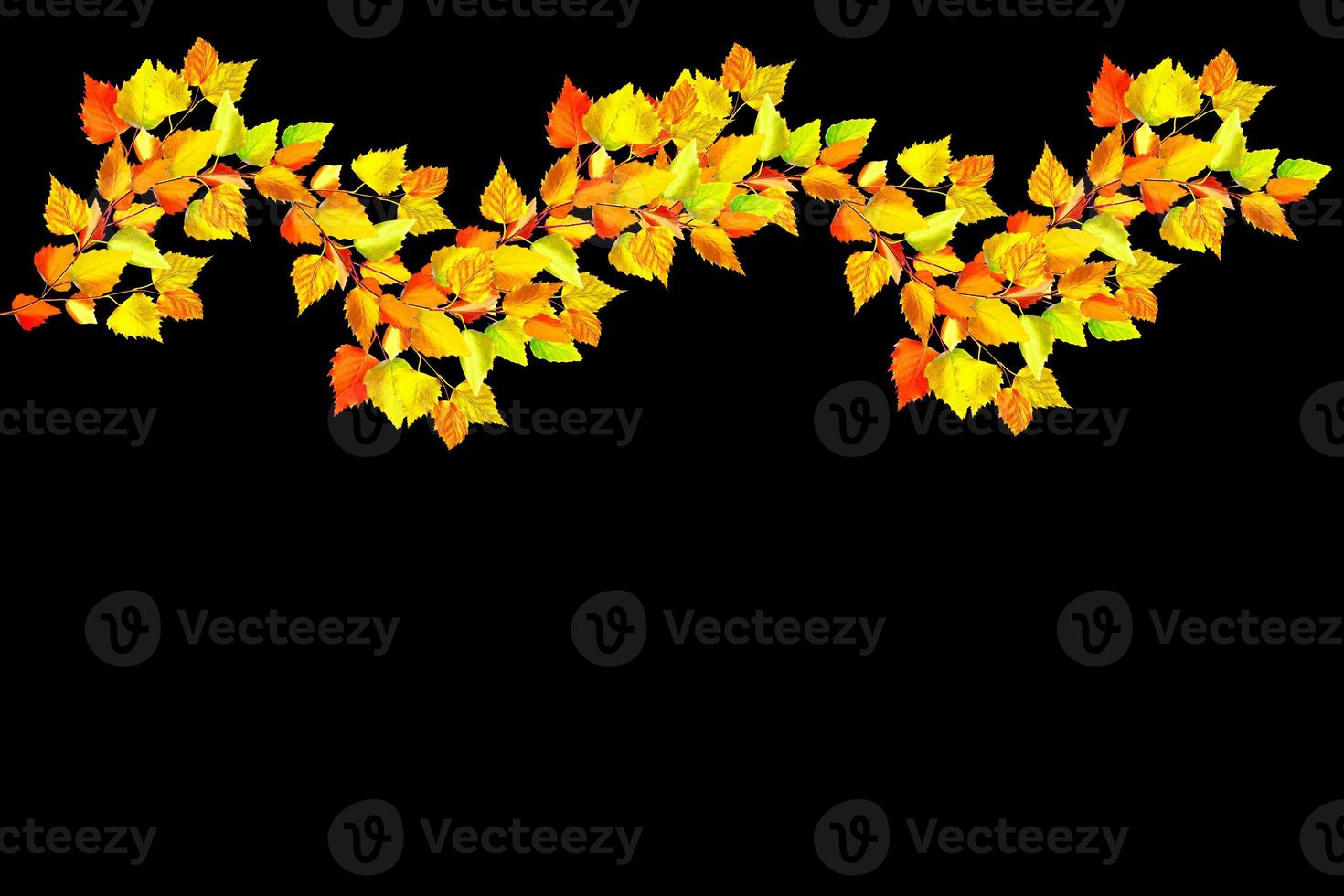 Colorful autumn foliage isolated on white background. Indian summer. photo