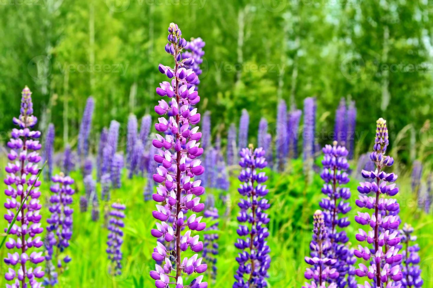 Summer landscape with beautiful bright lupine flowers photo