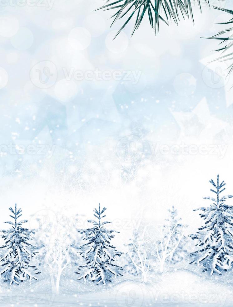 Winter landscape. Background. snow.  Christmas tree. Snow covered trees photo