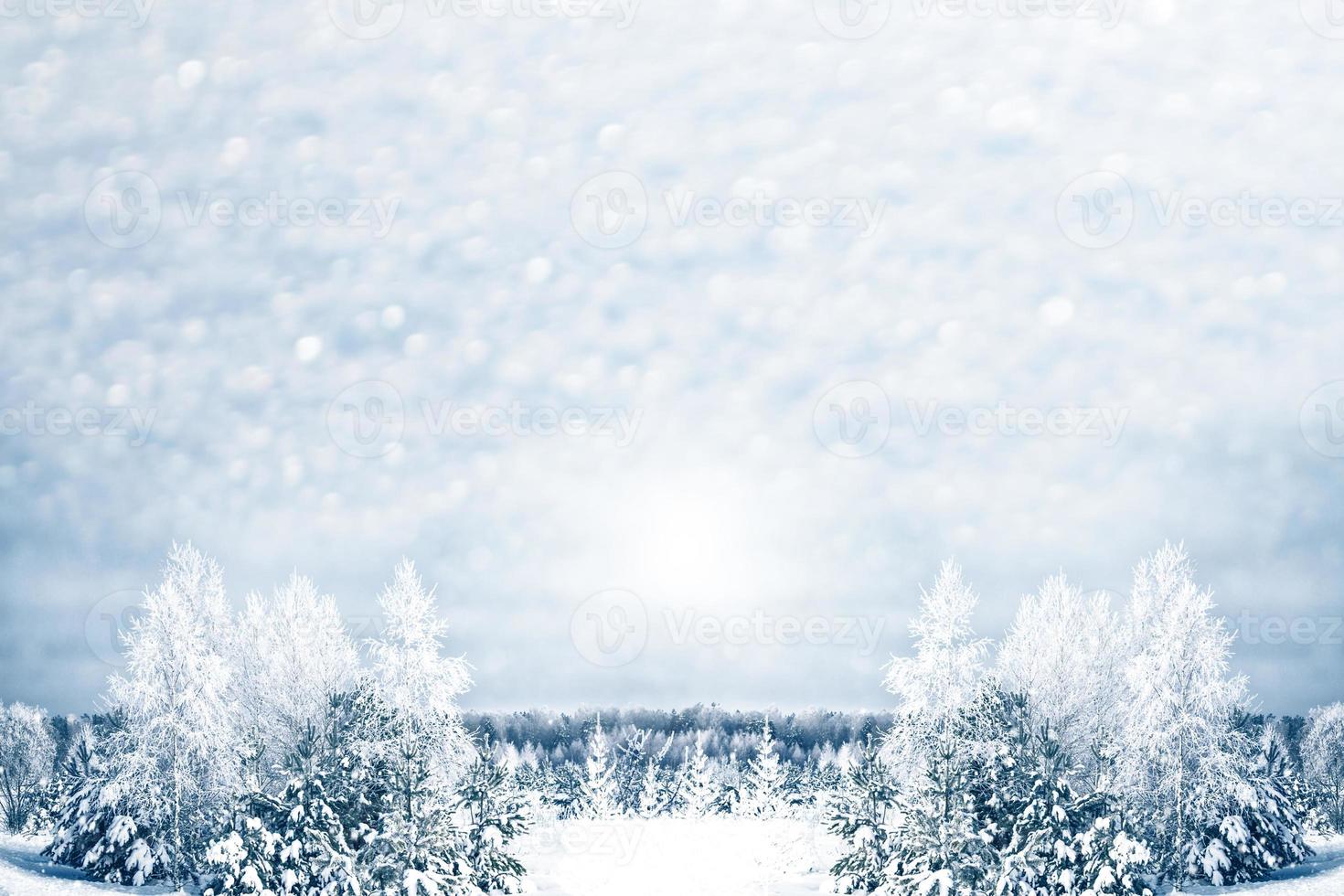 Frozen winter forest with snow covered trees. photo