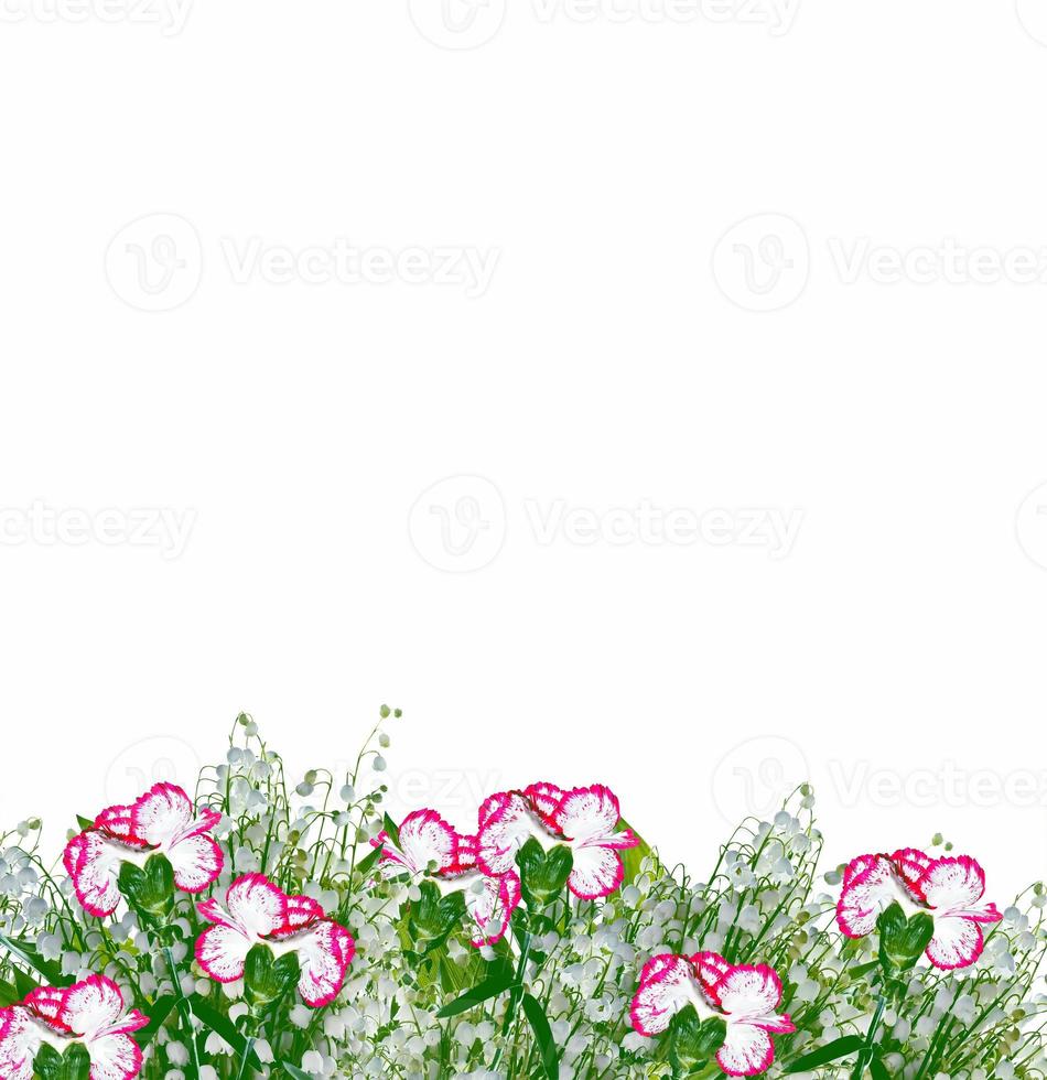 Colorful carnation flowers photo