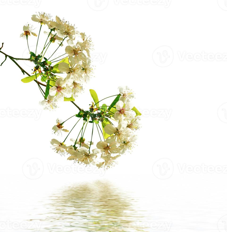 Flowering branch of apple isolated on a white background. Spring photo