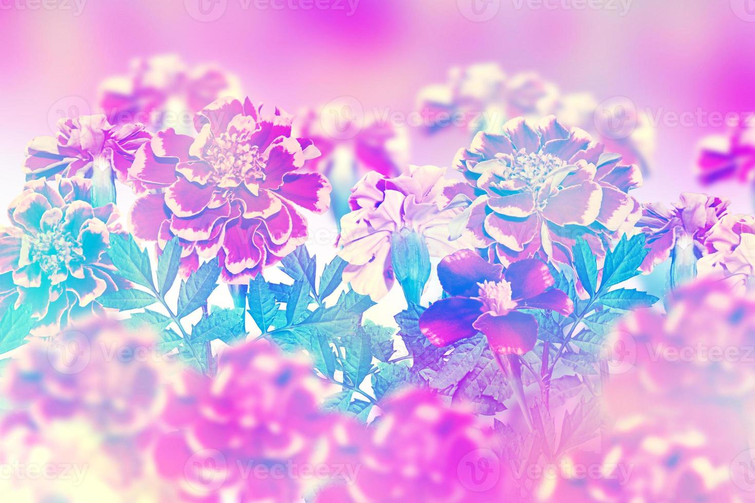 autumn colorful and bright flowers marigold photo