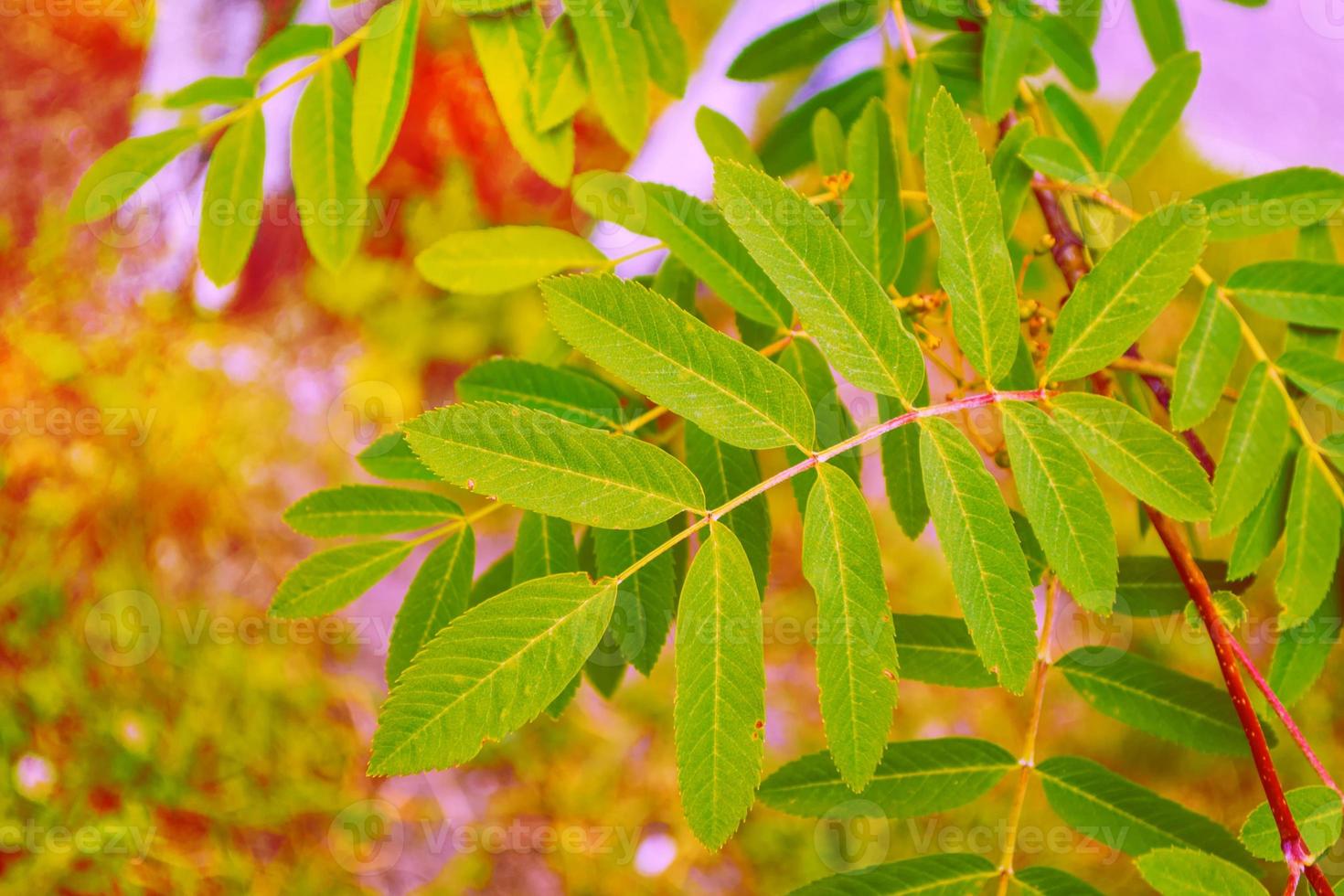 autumn landscape with bright colorful foliage. Indian summer. photo