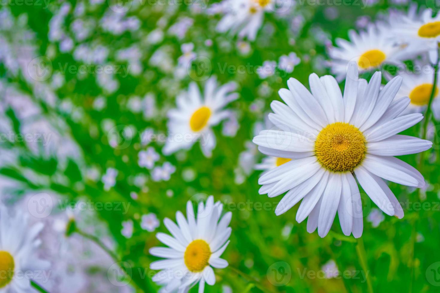 flores blancas de margarita brillante sobre un fondo del paisaje de verano. foto