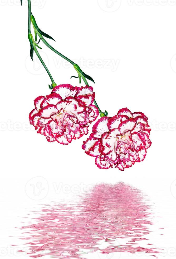 ramo de flores clavel. foto