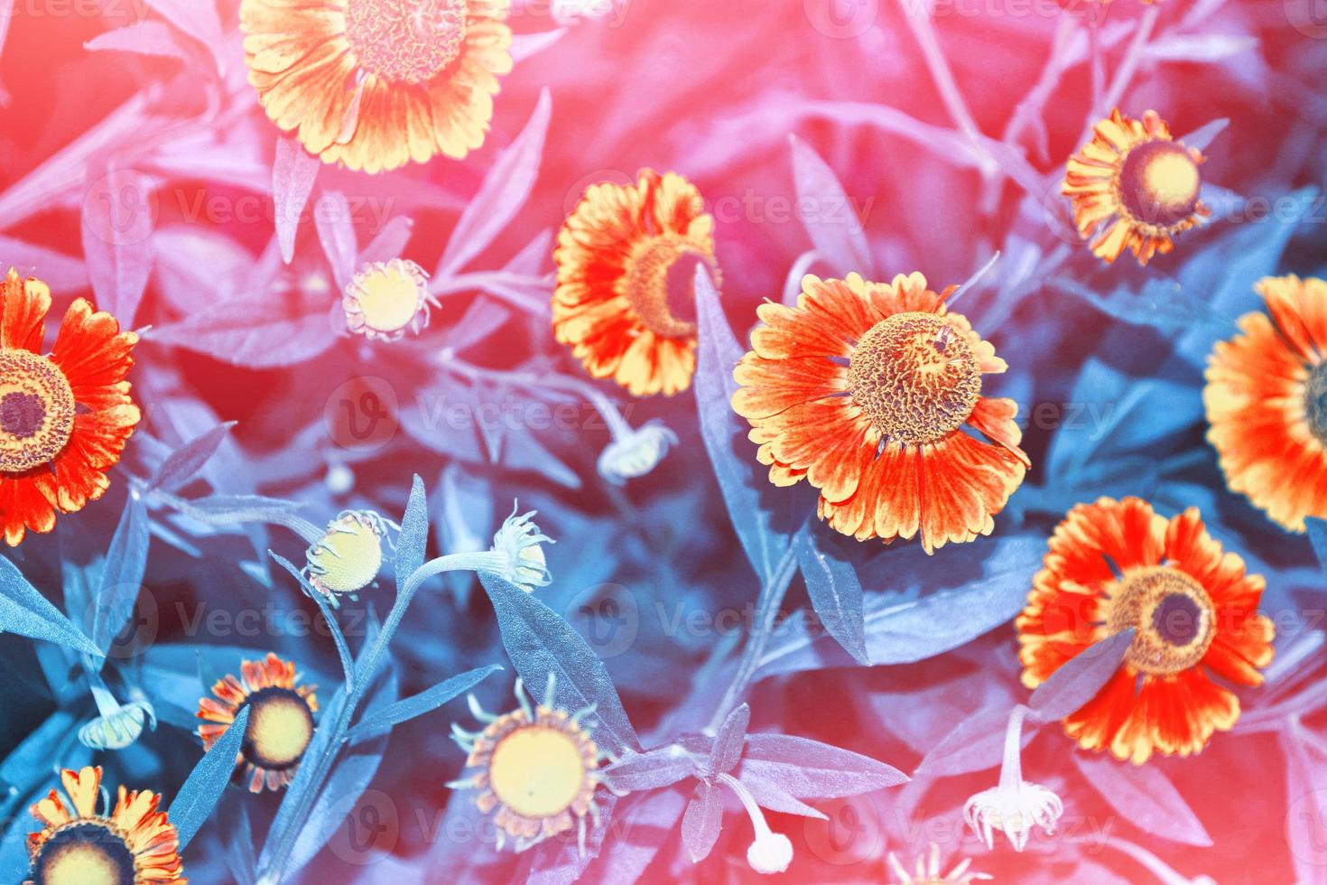 rudbeckia flowers on a background of the summer landscape. photo