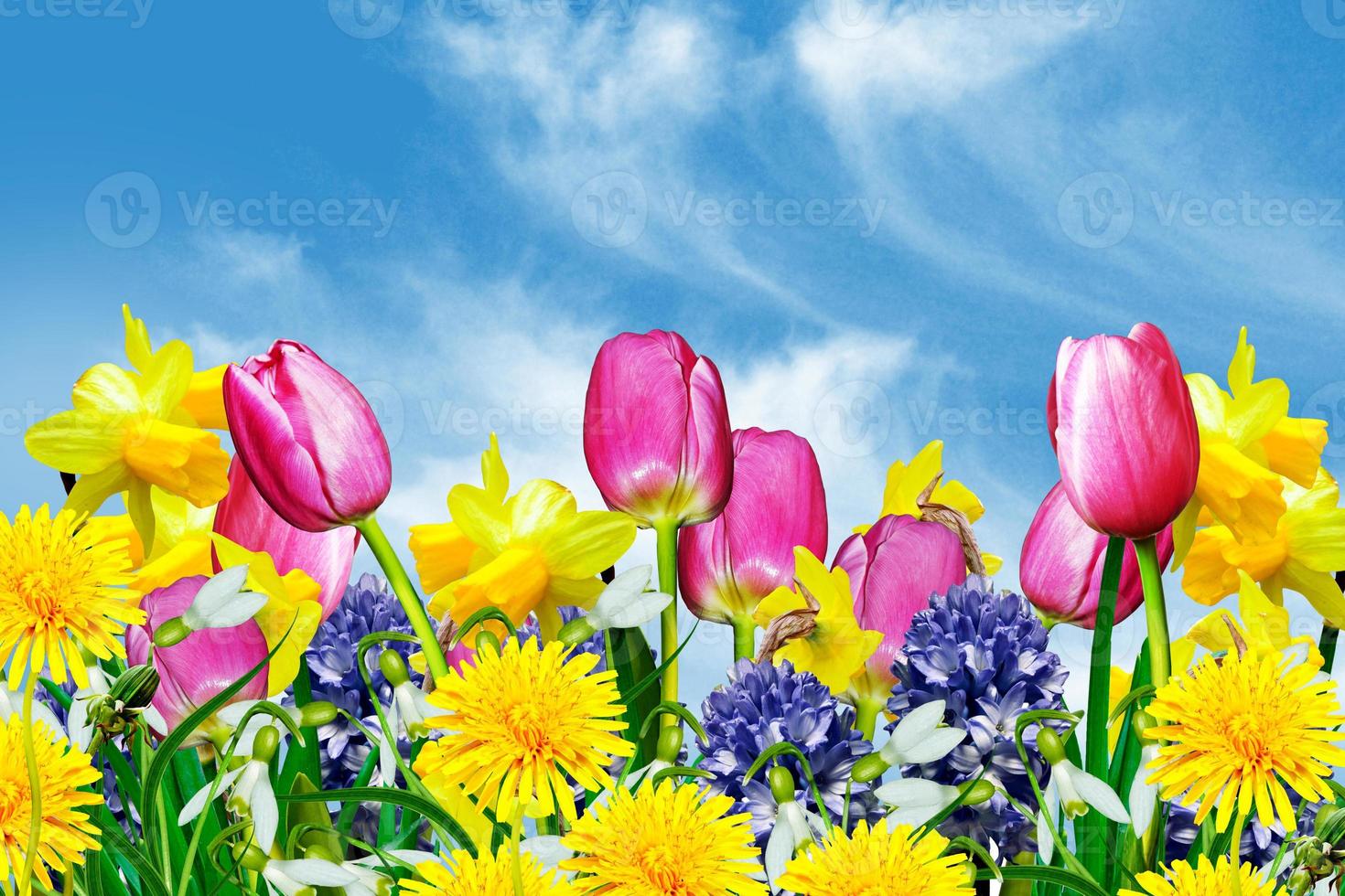Spring flowers on a background of blue sky with clouds photo