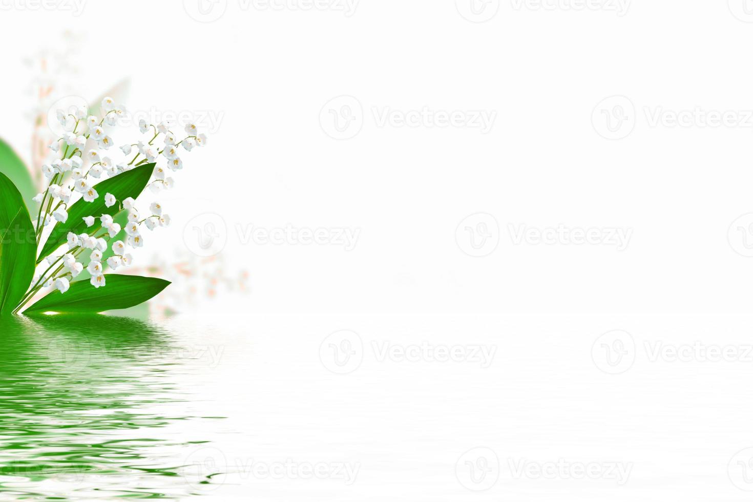 Lily of the valley flower on white background photo