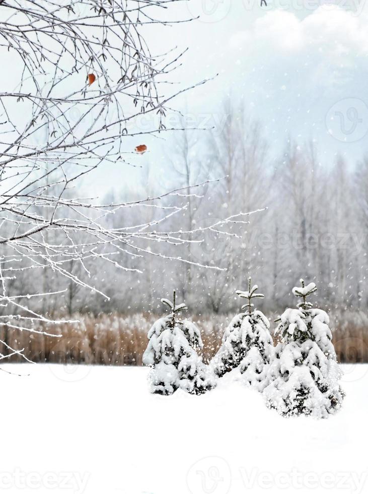 bosque de invierno naturaleza. foto