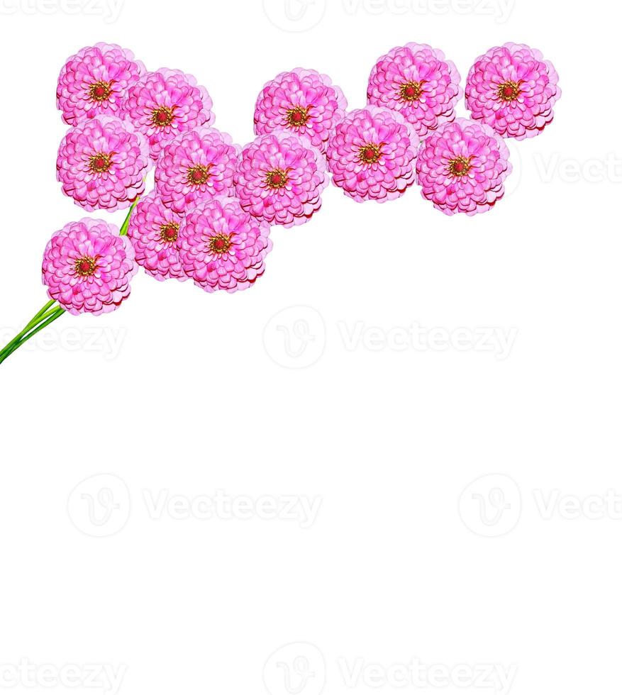 aster isolated on white background photo