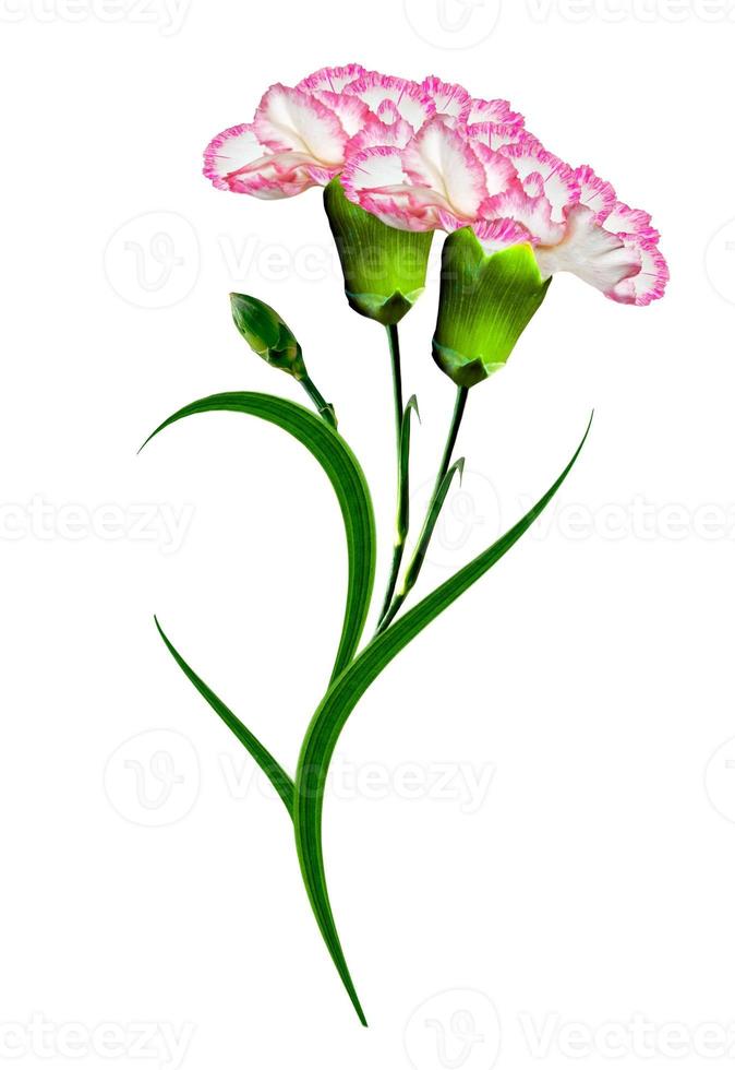 Bouquet of flowers carnation. photo