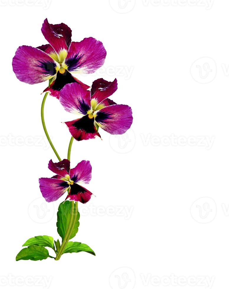 Pansy Violet with Green Leaves on white background photo