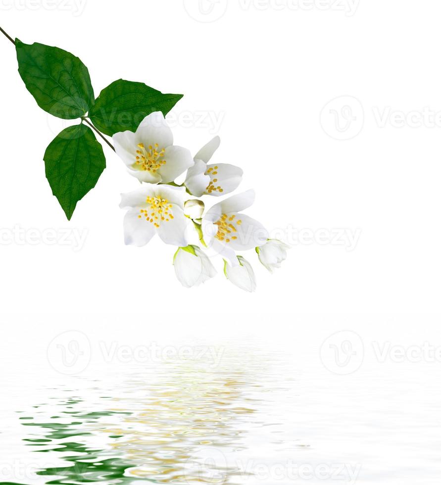 branch of jasmine flowers photo