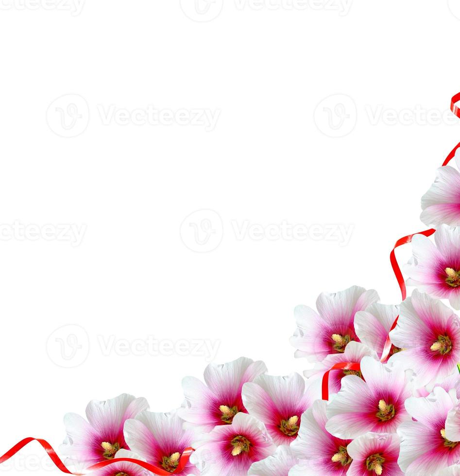 mallow flowers isolated on white background photo